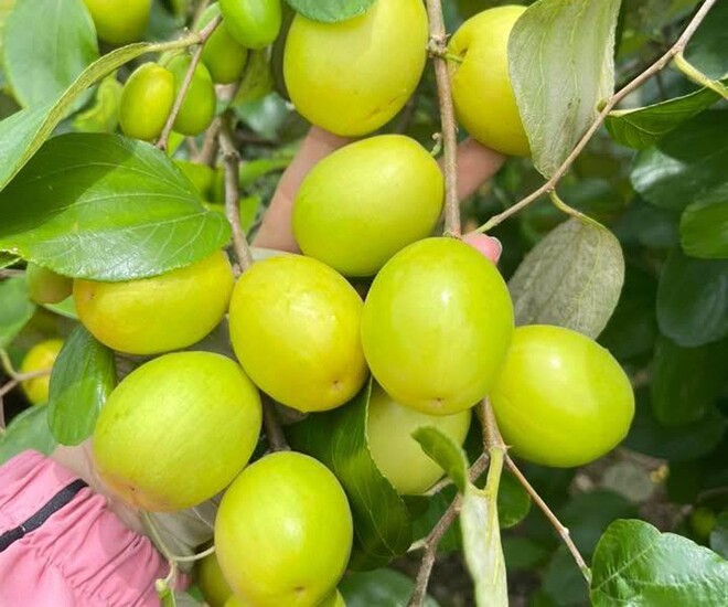 Loại quả mọc bờ rào xưa chín rụng đầy nay thành đặc sản 45.000 đ/kg, trồng một lần thu hoạch nhiều năm, người thành phố ưa chuộng - 1