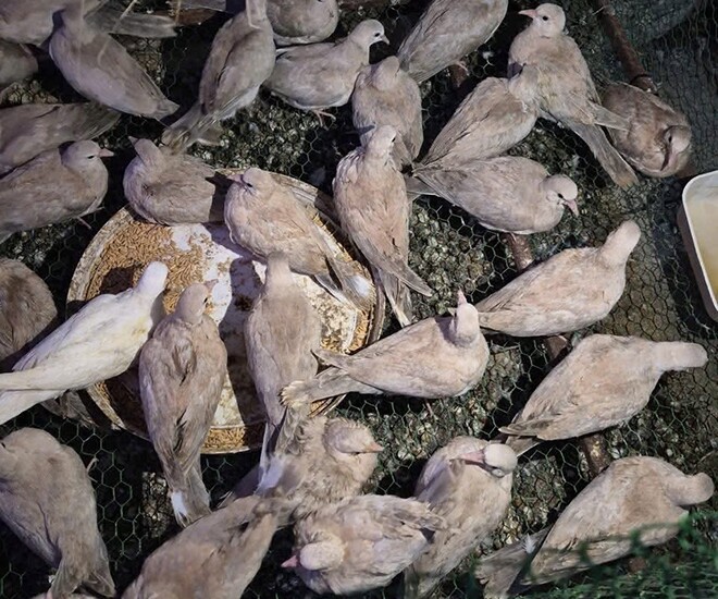 Đặc sản nghe tên amp;#34;ngượng đỏ mặtamp;#34;, xưa không ai ngó ngàng nay được ưa chuộng giá 120.000 đ/con, nuôi 4 tháng thu lãi - 1