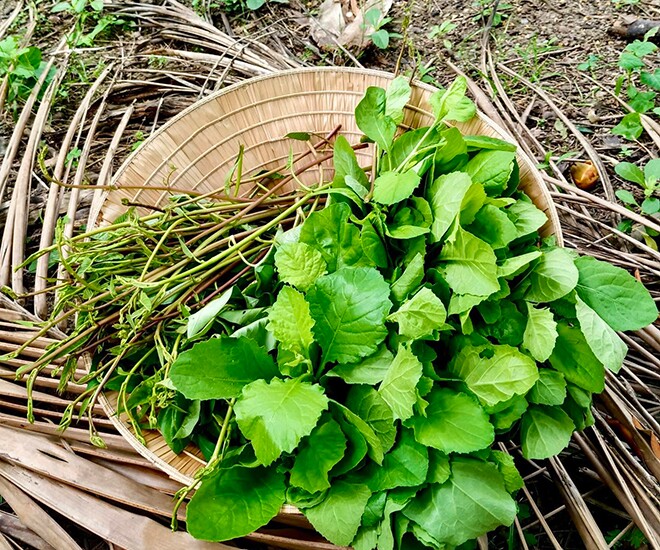 Cây dại mọc bờ rào nay thành đặc sản nổi tiếng, trồng 45 ngày cho thu hoạch, giá 60.000 đồng/kg được ưa chuộng ở thành phố - 1