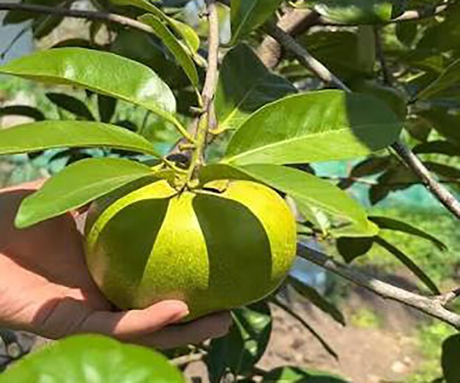 Loại quả xưa không ai biết đến nay thành đặc sản giá 150.000 đ/kg, trồng một lần thu hoạch nhiều năm, tốt cho sức khỏe - 1