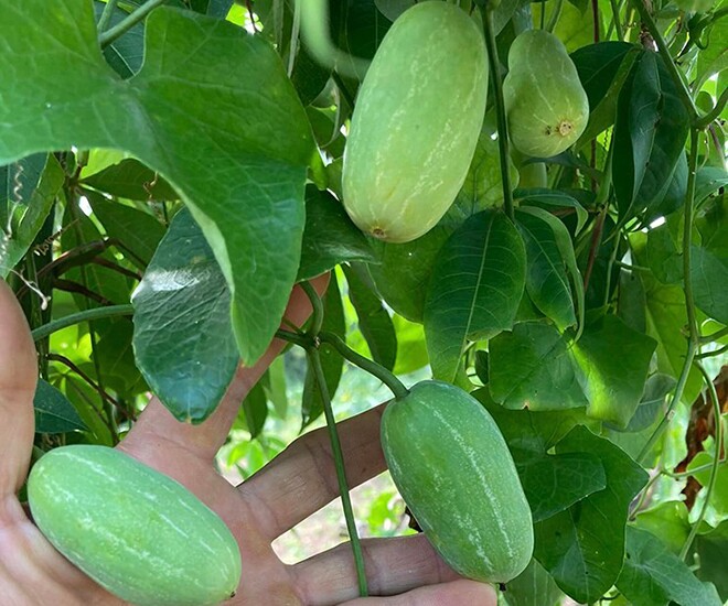 Loại quả mọc bờ rào xưa chín rụng đầy nay thành đặc sản 50.000 đ/kg, trồng một lần thu hoạch nhiều năm, người thành phố ưa chuộng - 1