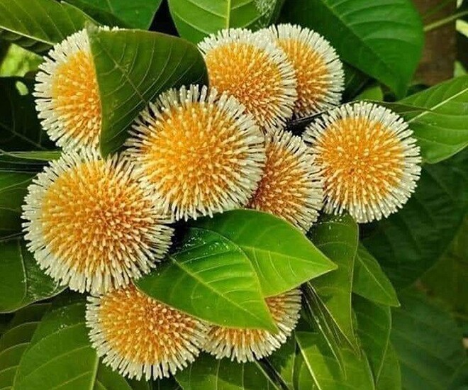 Loại quả xưa chín rụng đầy gốc nay thành đặc sản 120.000 đ/kg, trồng một lần thu hoạch nhiều năm, du khách thích mê - 1