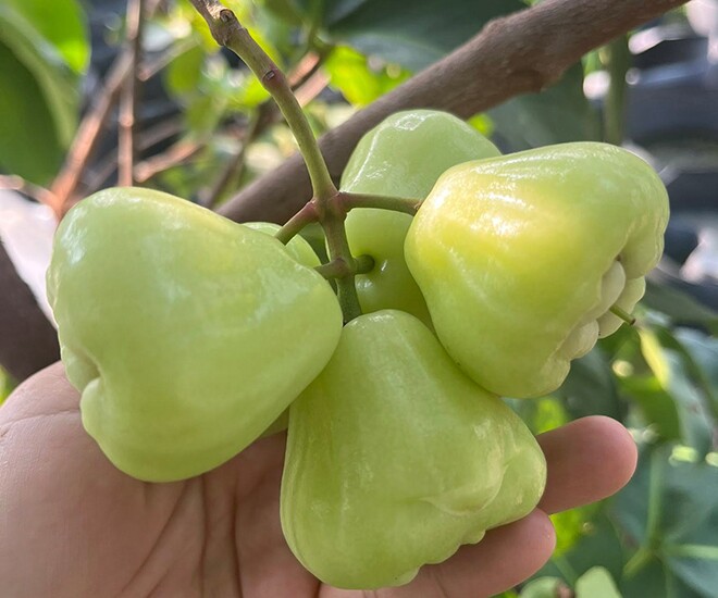 Loại quả mọc bờ rào xưa chín rụng đầy gốc nay thành đặc sản 90.000 đ/kg, trồng một lần thu hoạch nhiều năm, người thành phố ưa chuộng - 1