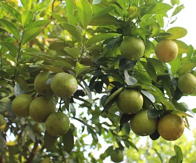 Loại quả tốt trên thế giới, Việt Nam trồng bạt ngàn thu hoạch nhiều năm bán 25.000 đ/kg, tốt cho sức khỏe - 1
