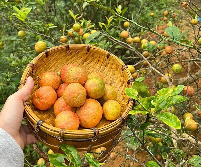 Loại quả xưa chín rụng đầy nay thành đặc sản 70.000 đ/kg, trồng một lần thu hoạch nhiều năm, tốt cho sức khỏe - 4