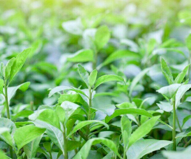 Cây mọc bờ rào thành đặc sản nổi tiếng khắp nơi, giá 60.000 đ/kg được ưa chuộng, trồng một lần hái bán quanh năm - 5