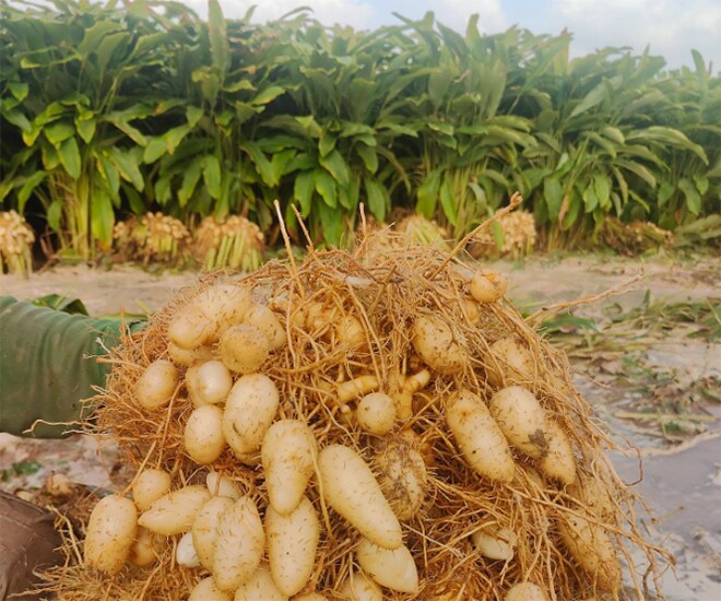 Món nhà nghèo xưa ăn đến chán ngán, nay thành đặc sản khoái khẩu ở thành phố giá 60.000 đ/kg, tốt cho sức khỏe - 1