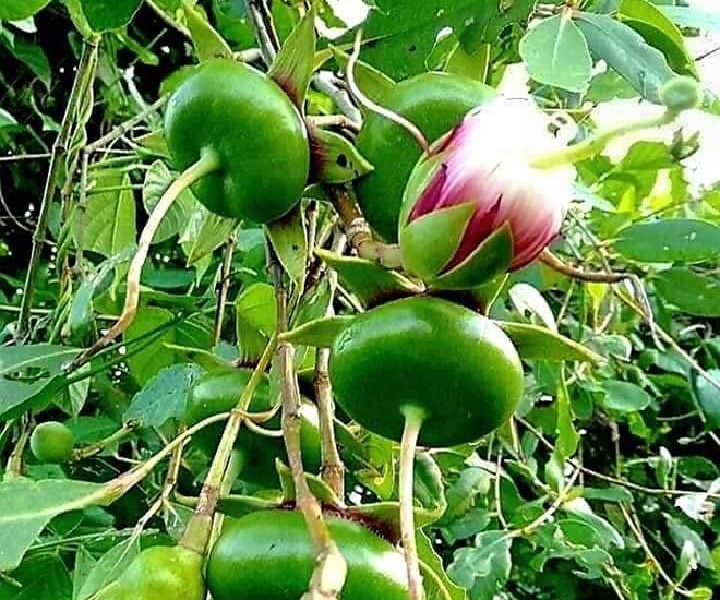 Loại quả xưa chín rụng đầy chỉ dành cho amp;#34;người nghèoamp;#34;, nay thành đặc sản giá 140.000 đ/kg, trồng một lần thu hoạch nhiều năm - 1