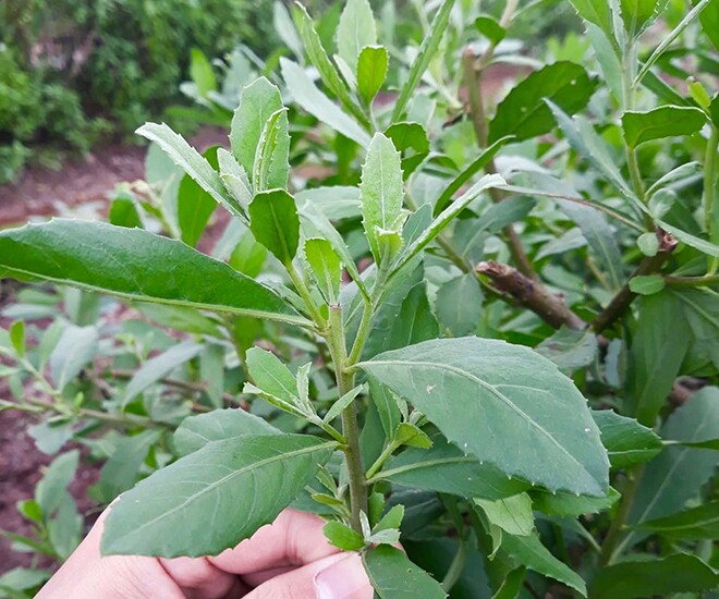 Cây mọc bờ rào thành đặc sản nổi tiếng khắp nơi, giá 60.000 đ/kg được ưa chuộng, trồng một lần hái bán quanh năm - 1
