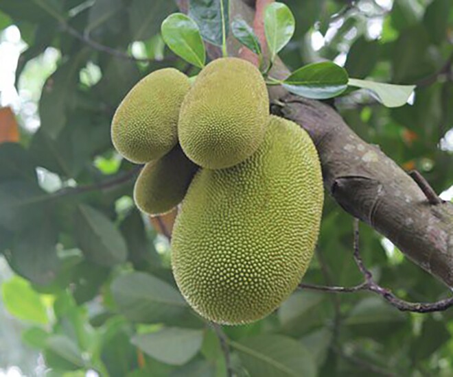 Món xưa amp;#34;nhà nghèoamp;#34; ăn đến chán ngán, nay thành đặc sản trong nhà hàng giá 60.000 đ/kg, người thành phố ưa chuộng - 1