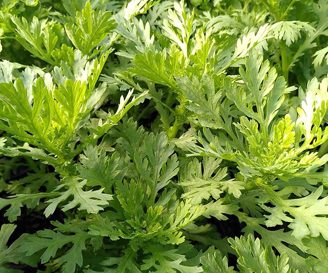 Cây dại mọc bờ rào thành đặc sản nổi tiếng giá 55.000 đồng/kg, trồng 30 ngày cho thu hoạch, tốt cho sức khỏe - 1