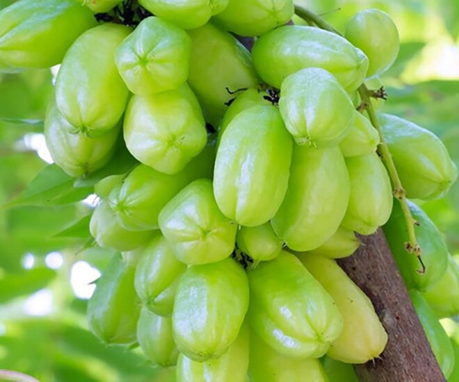 Loại quả xưa chín rụng đầy nay thành đặc sản giá 150.000 đ/kg, trồng một lần thu hoạch nhiều năm, tốt cho sức khỏe - 1