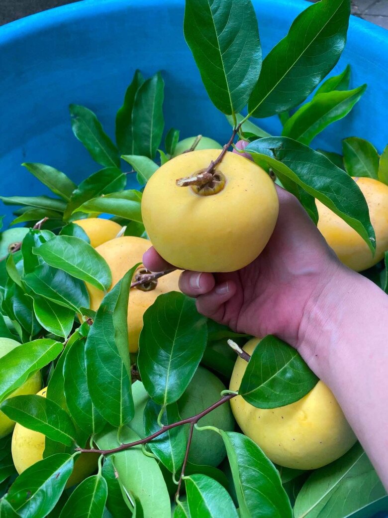 Loại quả xưa chín rụng đầy nay thành đặc sản giá 100.000 đ/kg, trồng một lần thu hoạch nhiều năm, người thành phố thích mê - 3