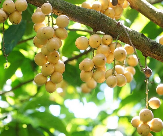 Loại quả đặc sản Cần Thơ xưa chín rụng đầy nay bán 40.000 đ/kg, trồng một lần thu hoạch nhiều năm, du khách thích mê - 1