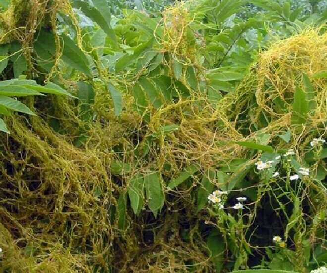 Cây dại mọc bờ rào nay thành đặc sản nổi tiếng, giá 60.000 đ/kg được người thành phố ưa chuộng, thu hái quanh năm - 3