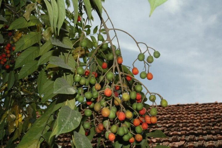 Loại quả mọc bờ rào xưa chín rụng đầy, nay thành đặc sản được ưa chuộng giá 50.000 đ/kg, trồng một lần thu hoạch nhiều năm - 3