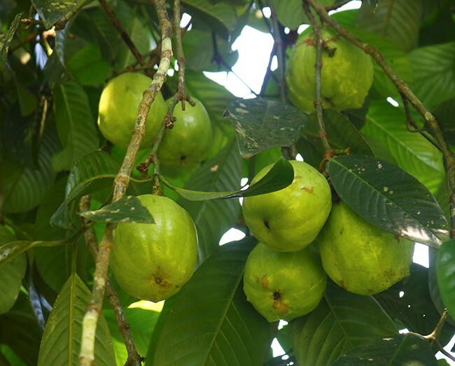 Ảnh: Báo Nghệ An