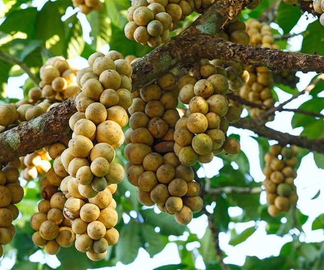 Loại quả xưa chín rụng đầy nay thành đặc sản giá 90.000 đ/kg, trồng một lần thu hoạch nhiều năm, tốt cho sức khỏe - 1