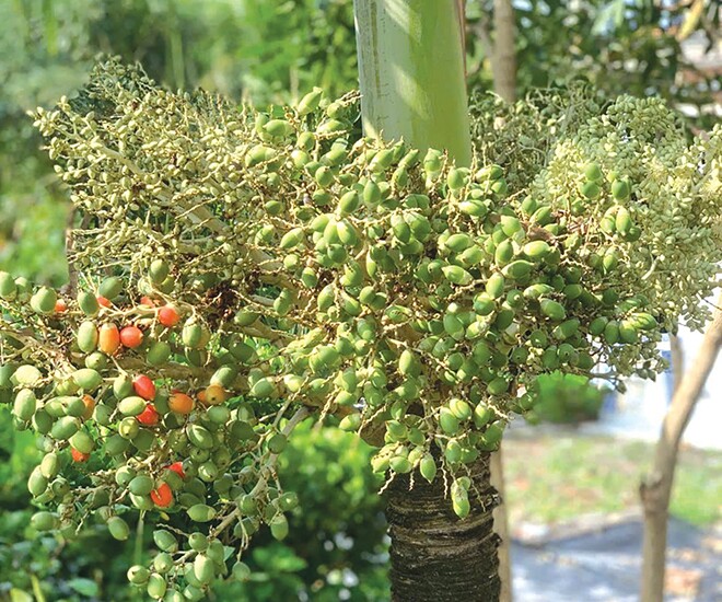 Loại quả xưa chín rụng đầy nay thành đặc sản giá 160.000 đ/kg, trồng một lần thu hoạch nhiều năm, tốt cho sức khỏe - 1