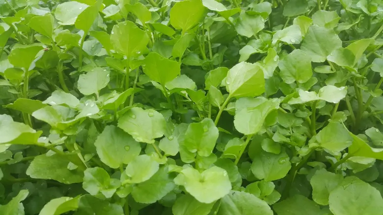 Cây dại mọc bờ mương nay thành đặc sản nổi tiếng, trồng 3 tháng cho thu hoạch, giá 70.000 đồng/kg được ưa chuộng ở thành phố - 3