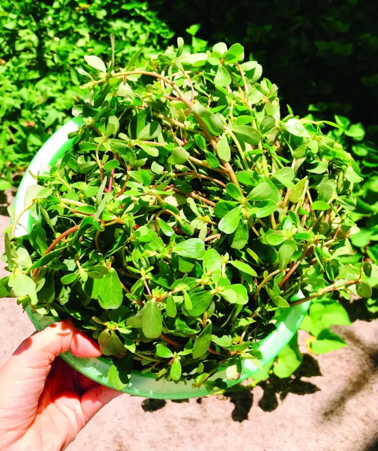 Cây dại mọc bờ rào nay thành đặc sản nổi tiếng, trồng 30 ngày cho thu hoạch, giá 65.000 đồng/kg được ưa chuộng ở thành phố - 2