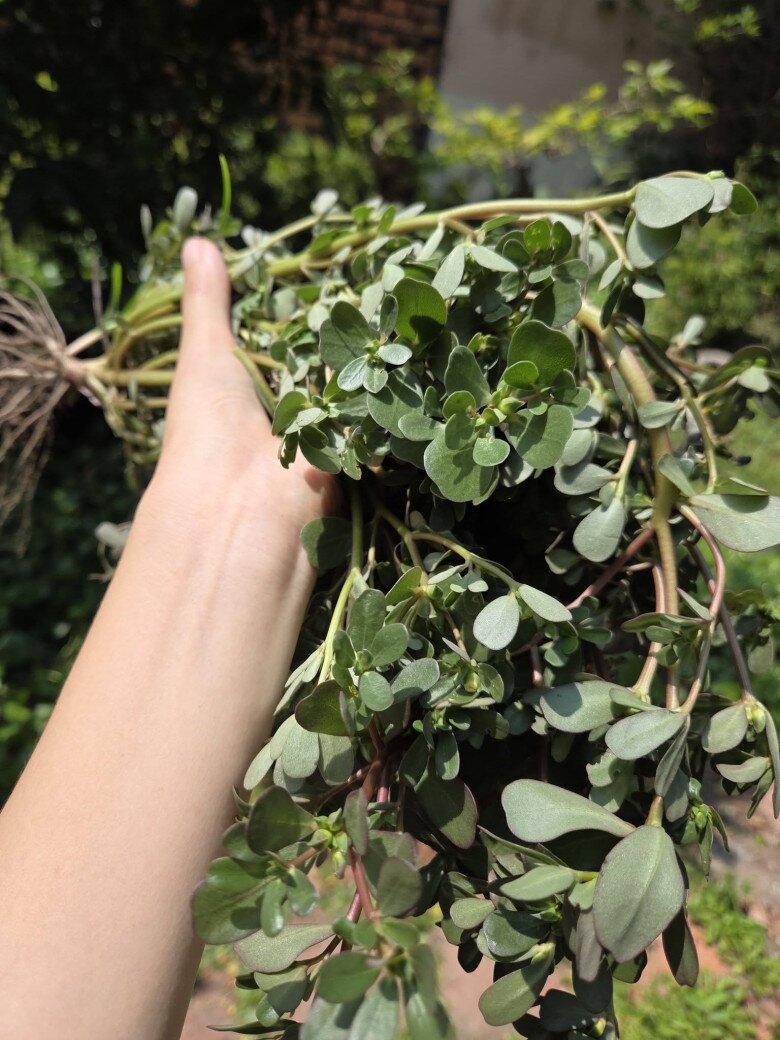 Cây dại mọc bờ rào nay thành đặc sản nổi tiếng, trồng 30 ngày cho thu hoạch, giá 65.000 đồng/kg được ưa chuộng ở thành phố - 4