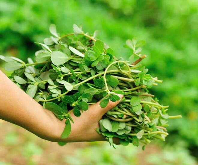 Cây dại mọc bờ rào nay thành đặc sản nổi tiếng, trồng 30 ngày cho thu hoạch, giá 65.000 đồng/kg được ưa chuộng ở thành phố - 1