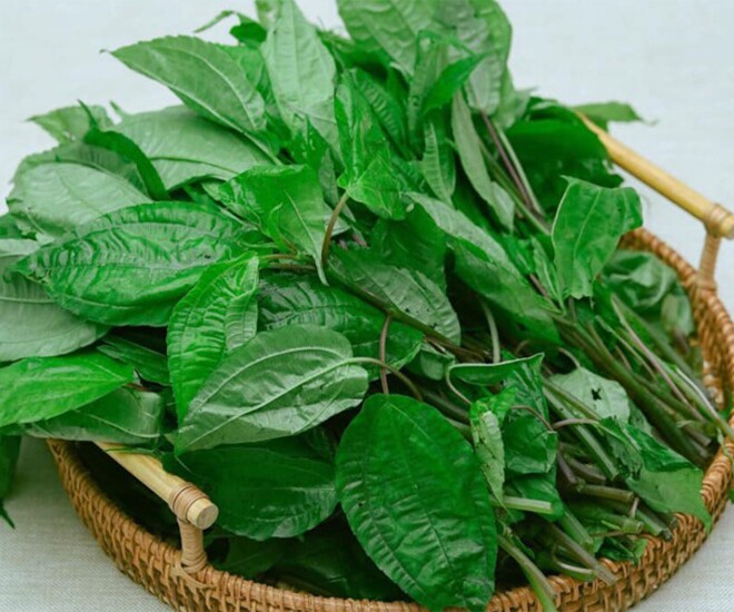 Cây dại mọc bờ rào nay thành đặc sản nổi tiếng, trồng một lần thu hoạch quanh năm, giá 50.000 đồng/kg được ưa chuộng ở thành phố - 1