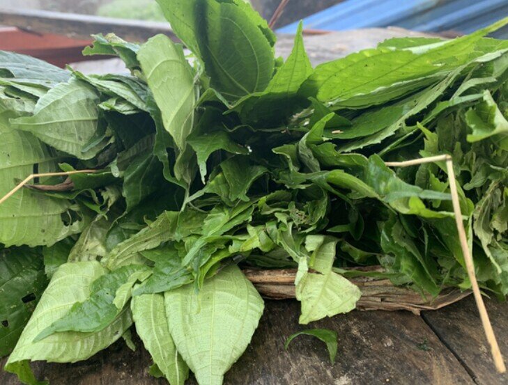 Cây dại mọc bờ rào nay thành đặc sản nổi tiếng, trồng một lần thu hoạch quanh năm, giá 50.000 đồng/kg được ưa chuộng ở thành phố - 2