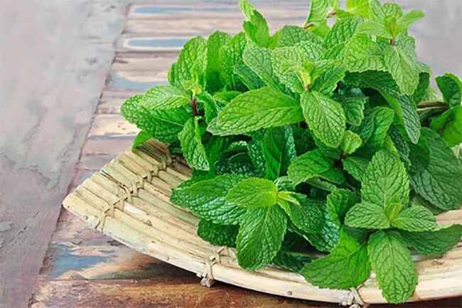Cây dại mọc bờ rào thành đặc sản nổi tiếng giá 60.000 đồng/kg, trồng 2 tháng cho thu hoạch, tốt cho sức khỏe - 2