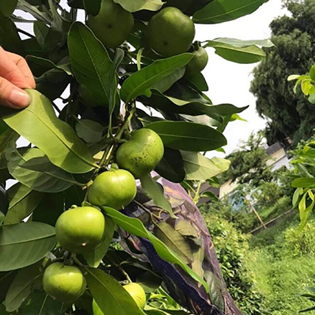 Loại quả xưa không ai biết đến nay thành đặc sản giá 150.000 đ/kg, trồng một lần thu hoạch nhiều năm, tốt cho sức khỏe - 2