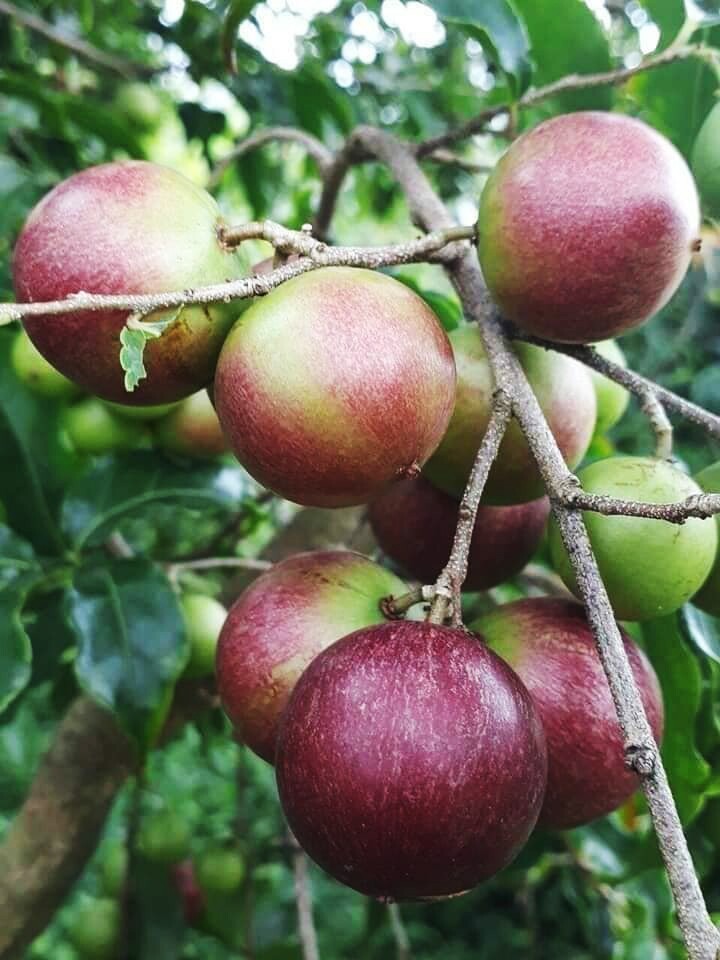 Loại quả mọc bờ rào xưa chín rụng đầy nay thành đặc sản 80.000 đ/kg, trồng một lần thu hoạch nhiều năm, du khách thích mê - 3