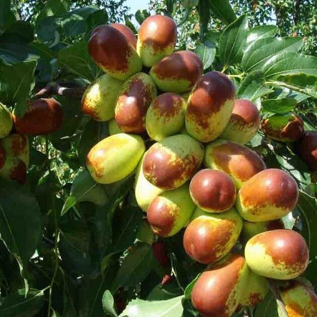 Loại quả xưa không ai ngó ngàng nay thành đặc sản nổi tiếng, trồng một lần thu hoạch nhiều năm, 200.000 đ/kg - 3