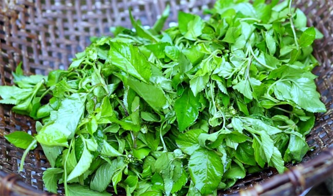Cây mọc bờ rào có vị đắng nay thành đặc sản ở thành phố giá 50.000 đ/kg, trồng 30 ngày cho thu hoạch, tốt cho sức khỏe - 3
