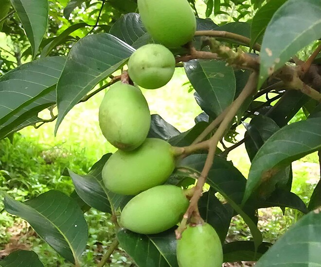 Loại quả xưa chín rụng đầy gốc nay thành đặc sản 80.000 đ/kg, trồng một lần thu hoạch nhiều năm, được ưa chuộng ở thành phố - 1