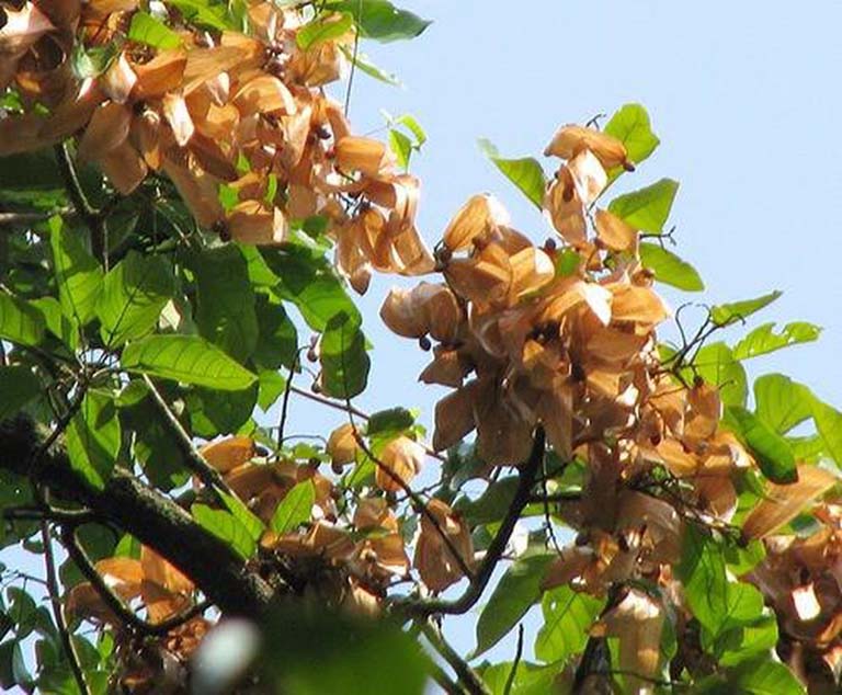 Loại quả xưa chín rụng đầy gốc, nay thành đặc sản ở thành phố giá 400.000 đ/kg, trồng một lần thu hoạch nhiều năm - 4