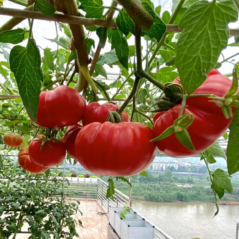 Loại quả lọt top tốt trên thế giới có ở Sơn La, là đặc sản nổi tiếng ở thành phố giá 50.000 đ/kg, trồng 3 tháng cho thu hoạch - 4