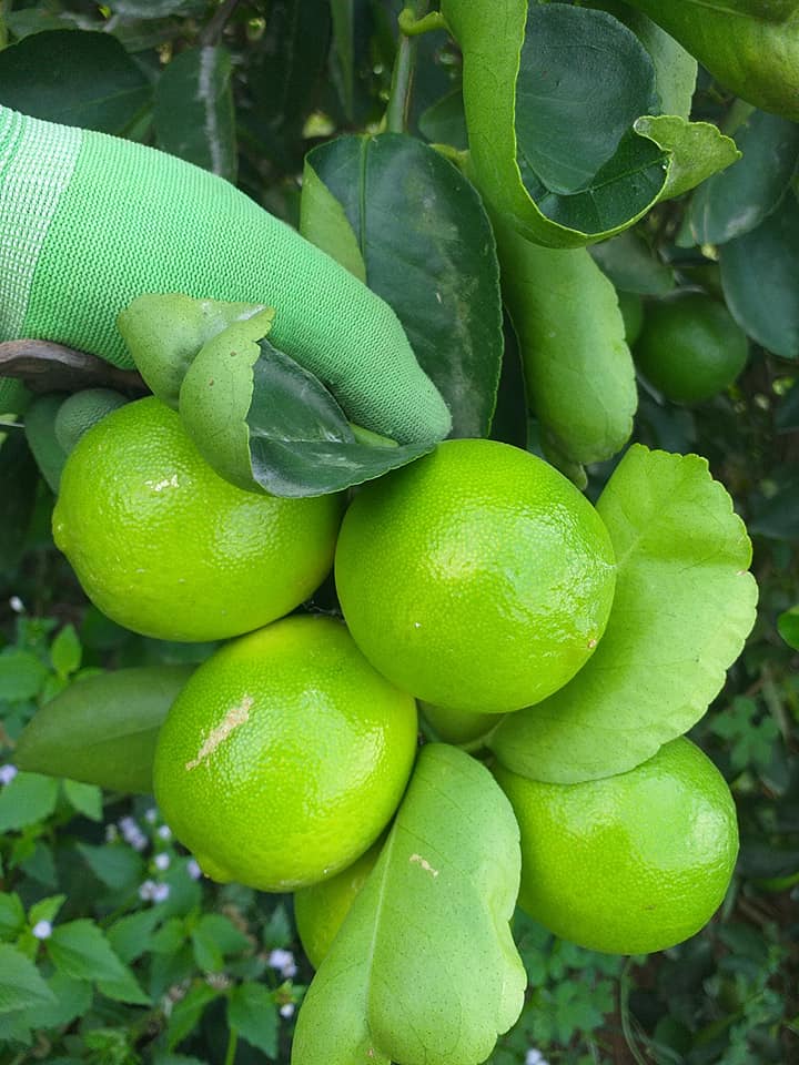 Loại quả tốt trên thế giới, Việt Nam trồng bạt ngàn thu hoạch nhiều năm bán 25.000 đ/kg, tốt cho sức khỏe - 3