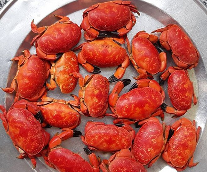 Đặc sản có tên kỳ cục, ngon hơn ghẹ rẻ hơn cua, xưa không ai ngó ngàng nay được ưa chuộng, tốt cho sức khỏe - 1