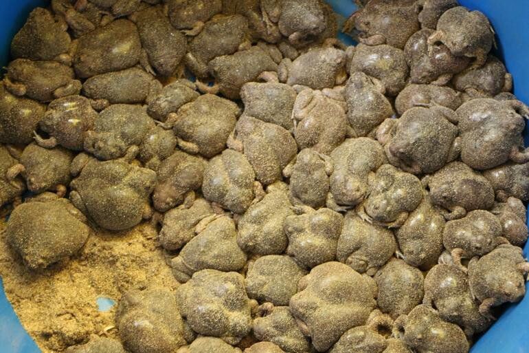 Loài đặc sản amp;#34;hiếm có khó tìmamp;#34; ở Khánh Hòa, mỗi năm chỉ có một lần, xưa không ai dám ăn nay được ưa chuộng, 120.000 đ/kg - 2