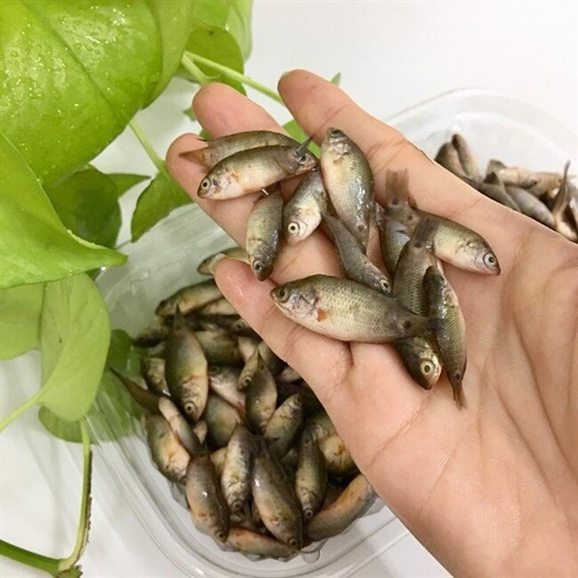 Đặc sản mỗi năm chỉ có một mùa, xưa dành cho amp;#34;người nghèoamp;#34; nay được ưa chuộng ở thành phố giá 120.000 đ/kg, tốt cho sức khỏe - 2