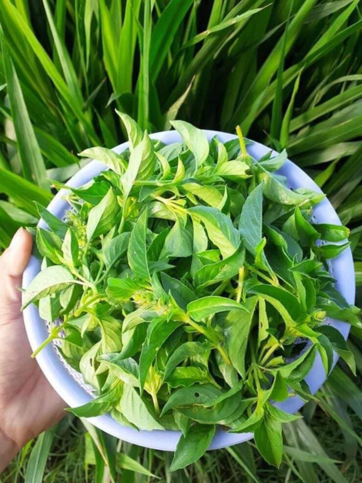 Cây dại mọc bờ rào nay thành đặc sản nổi tiếng, giá 90.000 đ/kg được người thành phố ưa chuộng, trồng 45 ngày cho thu hoạch - 2
