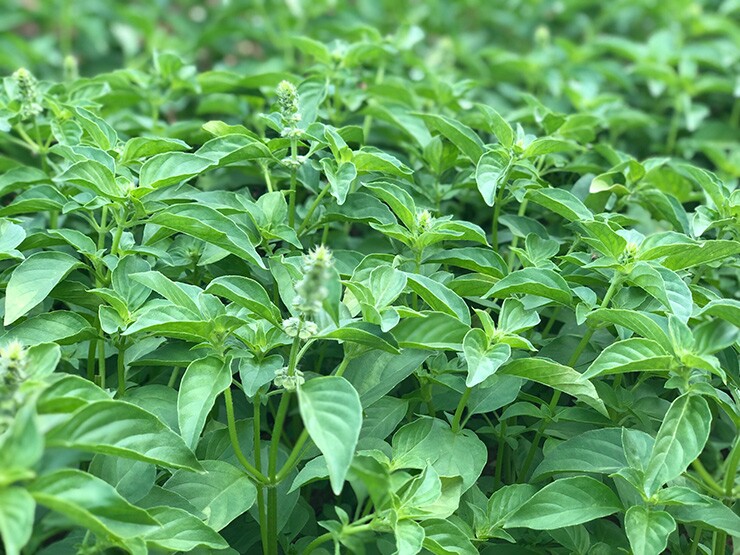 Cây dại mọc bờ rào nay thành đặc sản nổi tiếng, giá 90.000 đ/kg được người thành phố ưa chuộng, trồng 45 ngày cho thu hoạch - 4