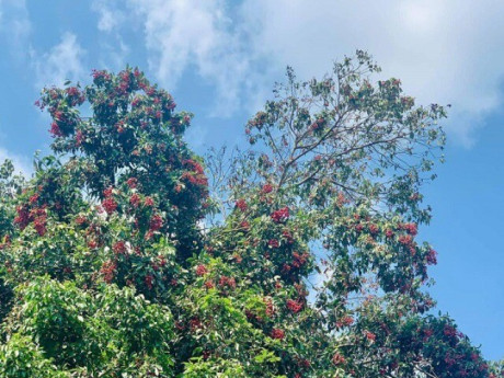 Loại quả xưa chín rụng đầy, nay thành đặc sản được ưa chuộng giá 100.000 đ/kg, trồng một lần thu hoạch nhiều năm