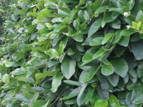 Cây dại mọc bờ rào nay thành đặc sản được ưa chuộng ở thành phố, trồng một lần thu hoạch nhiều năm, 200.000 đồng/kg