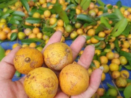 Loại quả xưa chín rụng đầy, nay thành đặc sản ở thành phố giá 80.000 đ/kg, trồng một lần thu hoạch nhiều năm