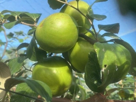 Loại quả lọt top tốt trên thế giới chỉ có ở Khánh Hòa, là đặc sản nổi tiếng giá 90.000 đ/kg, trồng một lần thu hoạch nhiều năm