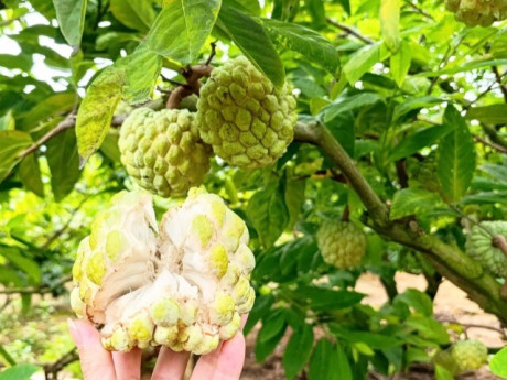 Na bở Đông Triều (Quảng Ninh) vào vụ, nông dân hái ra tiền nhờ canh tác an toàn