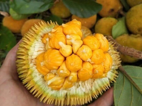 Loại quả xưa chín rụng đầy nay thành đặc sản giá 60.000 đ/kg, trồng một lần thu hoạch nhiều năm, tốt cho sức khỏe