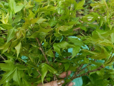 Cây dại mọc bờ rào nay thành đặc sản nổi tiếng, trồng một lần thu hoạch nhiều năm, giá 65.000 đồng/kg được người thành phố săn lùng